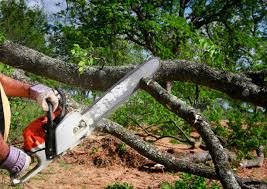 Seasonal Cleanup (Spring/Fall) in Robertsville, NJ